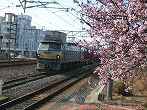 sakura train